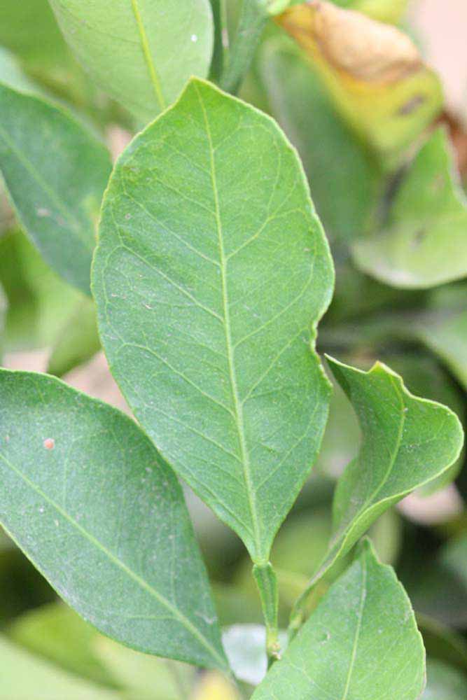              Unifoliolate leaf (Riverside, CA)       